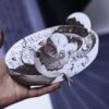 Newborn Chick 3D Illusion